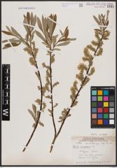 Foto von Salix candida Flüggé ex Willd.